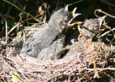 Amsel-7-Tag-3.jpg